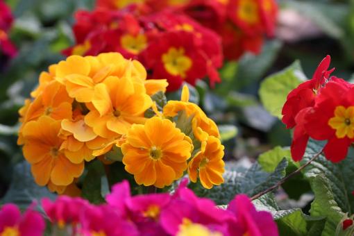 Colorful spring flowers - Free Stock Photo