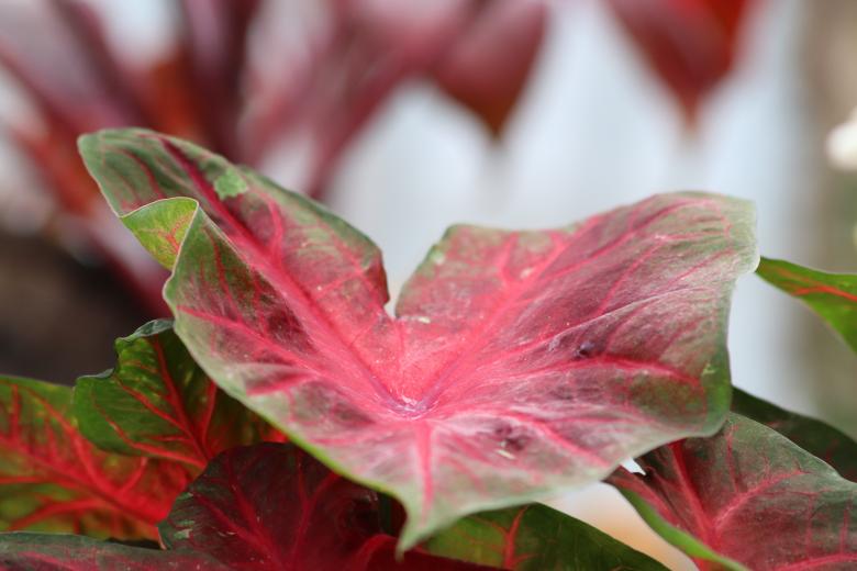 Free stock image of Beautiful tropical plant leaves created by GAIMARD Jacques