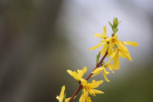 Free Stock Photo of Forsythia flowers