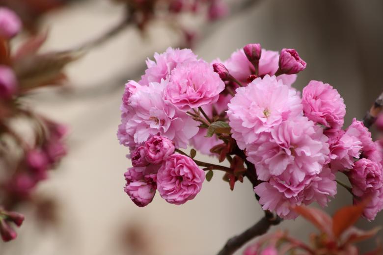 Free stock image of Pink cherry blossoms in march created by GAIMARD Jacques