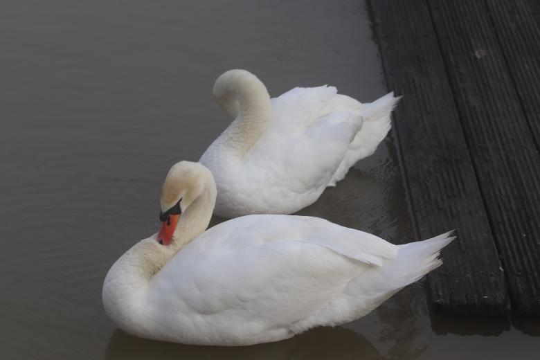 Free stock image of Swan couple created by GAIMARD Jacques