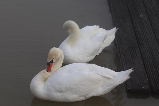 Free Stock Photo of Swan couple