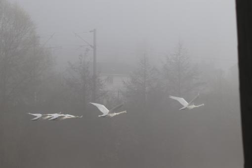Free Stock Photo of Swans flying over a river