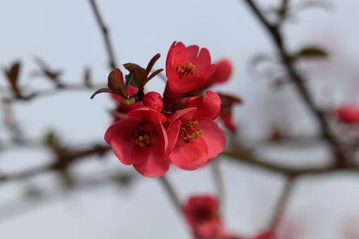 Free Stock Photo of Shrub blooming in march
