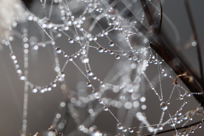 Free stock image of Droplets on a branch created by GAIMARD Jacques
