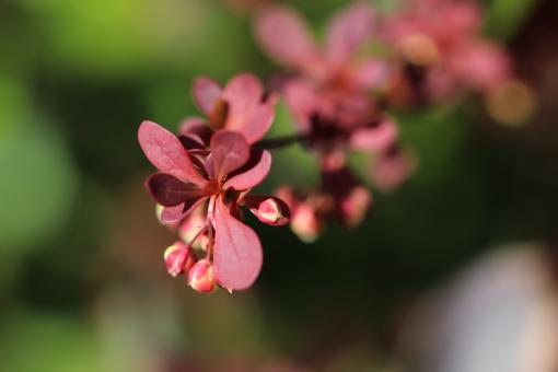 Red leaves shrub ready to blossom - Free Stock Photo