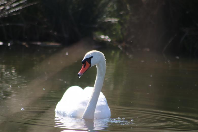 Free stock image of White swan in a lake created by GAIMARD Jacques