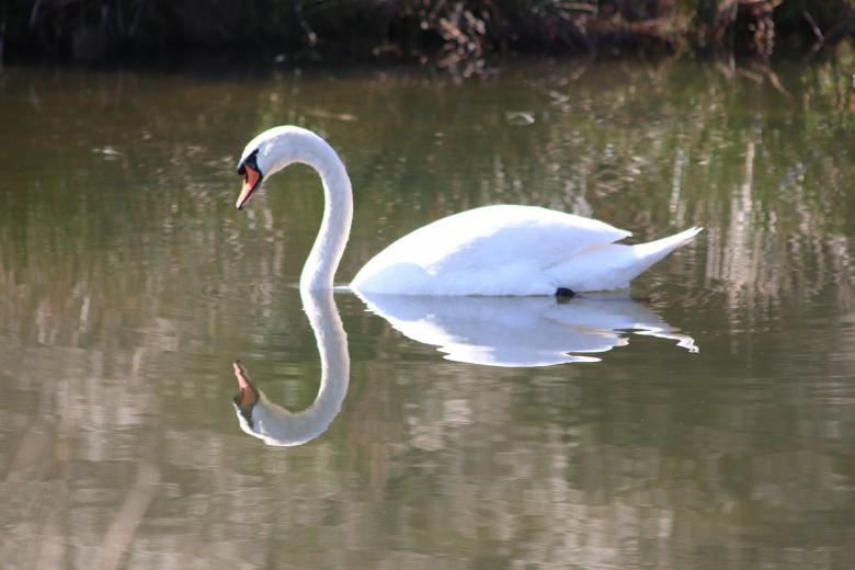 Free stock image of Double swan neck created by GAIMARD Jacques
