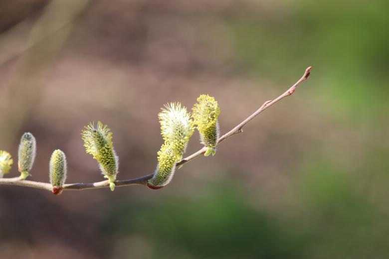 Free stock image of Willow flowers in march created by GAIMARD Jacques