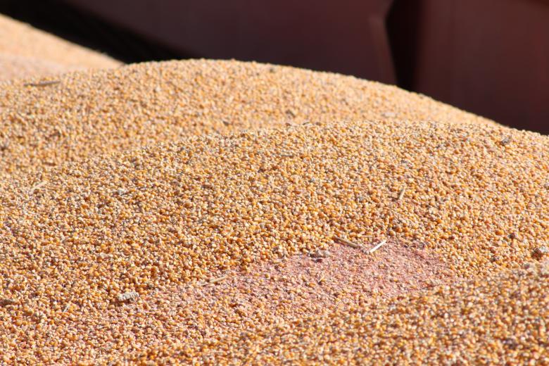 Free stock image of Corn in a barge created by GAIMARD Jacques
