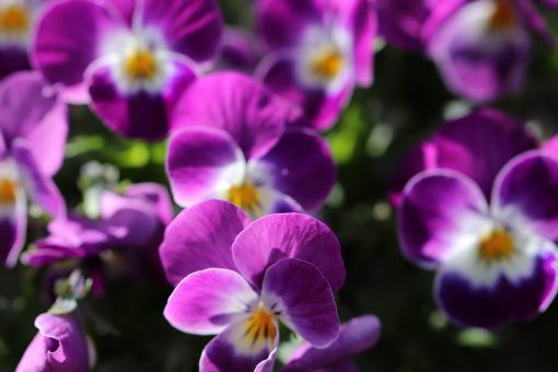 Purple spring flowers in a cemetery - Free Stock Photo