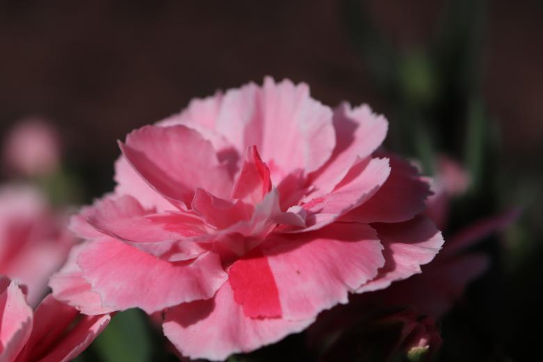 Free stock image of Pink flower on a grave created by GAIMARD Jacques