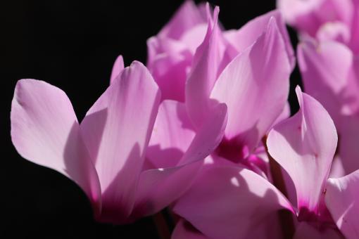 Free Stock Photo of Pink flowers on a grave