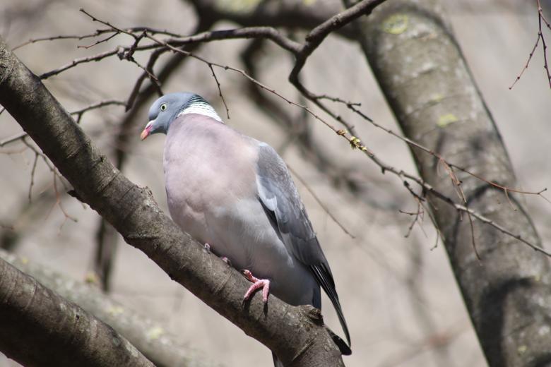 Free stock image of Pigeon on its branch created by GAIMARD Jacques