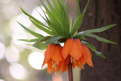 Free Stock Photo of Fritillaria's close-up