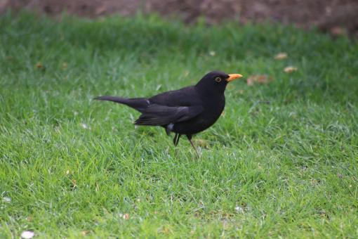 Free Stock Photo of Black bird on the green grass