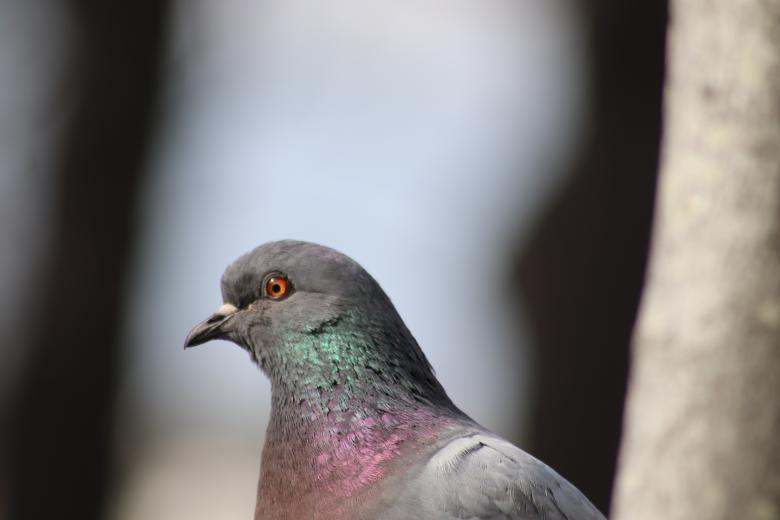 Free stock image of Eye of the... Pigeon created by GAIMARD Jacques