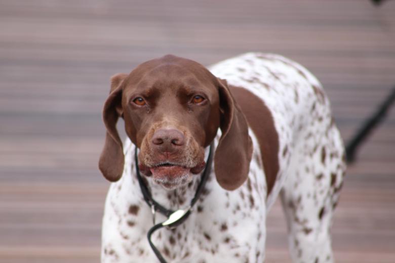 Free stock image of Are you looking for troubles? I'm your dog!! created by GAIMARD Jacques