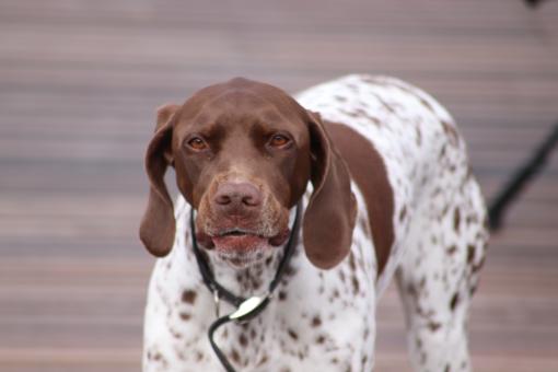 Free Stock Photo of Are you looking for troubles? I'm your dog!!