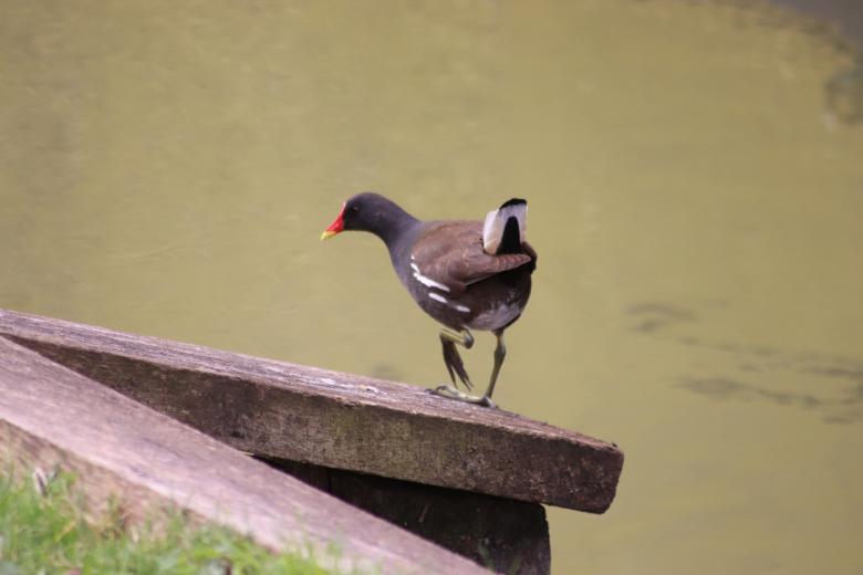 Free stock image of Water hen created by GAIMARD Jacques