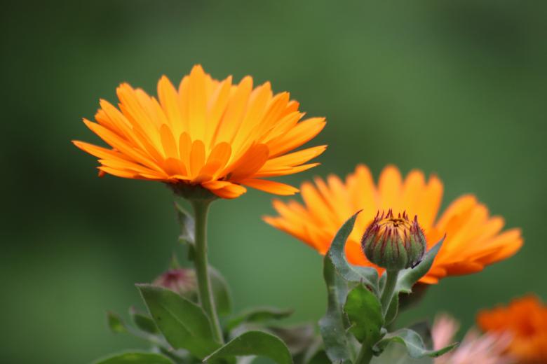 Free stock image of Marigold blooming created by GAIMARD Jacques