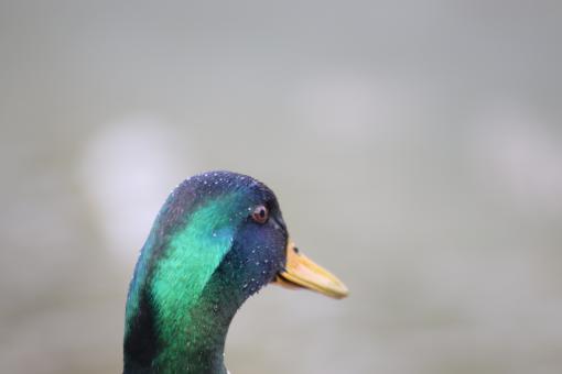 Free Stock Photo of Duck's head