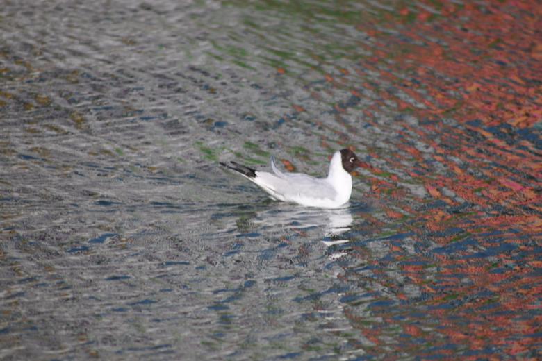 Free stock image of Floating in metallic waters created by GAIMARD Jacques