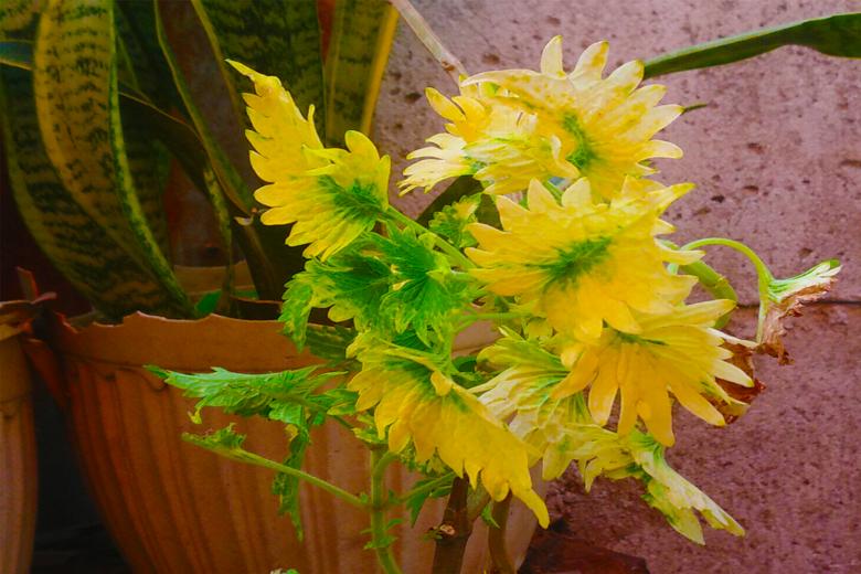 Free stock image of Yellow Flower created by Neil Yamamoto