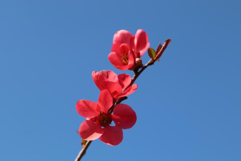 Free stock image of Red blooming tree created by GAIMARD Jacques
