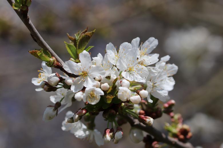 Free stock image of Blooming tree created by GAIMARD Jacques