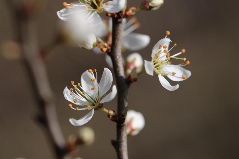 Free stock image of Flowers on a branch created by GAIMARD Jacques