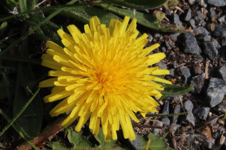 Free stock image of Dandelion close-up created by GAIMARD Jacques
