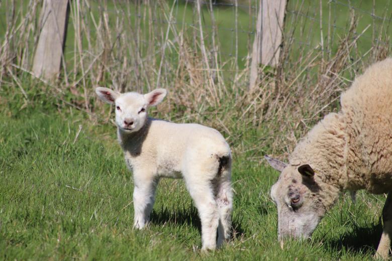 Free stock image of Lamb and its mother created by GAIMARD Jacques