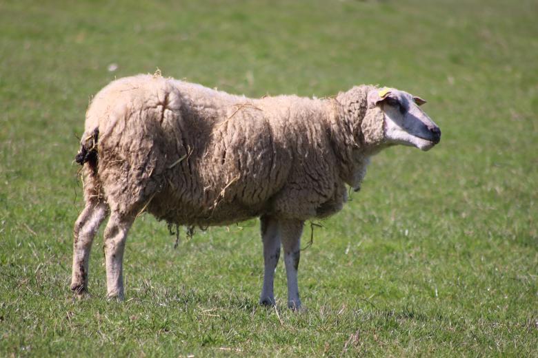 Free stock image of Sheep in its prairie created by GAIMARD Jacques