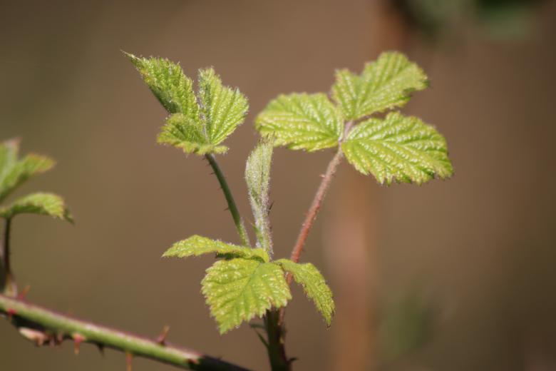 Free stock image of Spring leaves created by GAIMARD Jacques