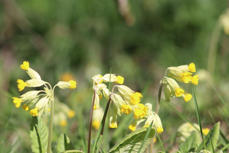 Free stock image of Spring flowers in the country created by GAIMARD Jacques