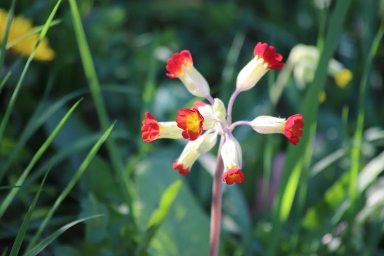 Free stock image of Great spring flower created by GAIMARD Jacques