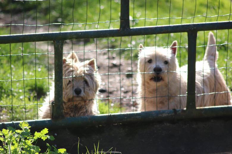 Free stock image of Small dogs in a garden created by GAIMARD Jacques