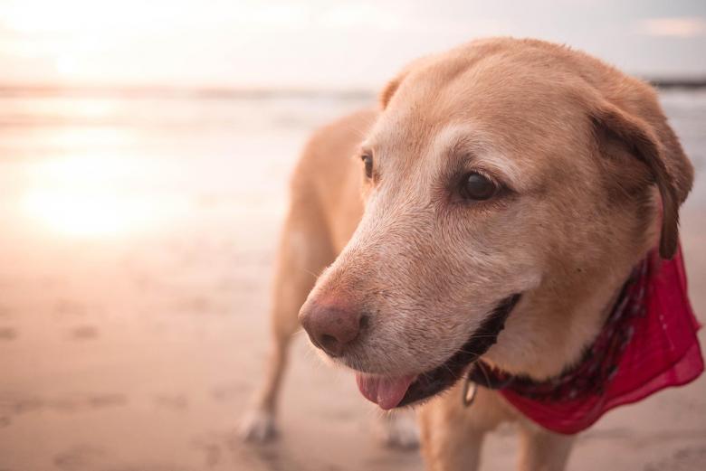 Free stock image of Dog at the Beach created by Yang Josephine
