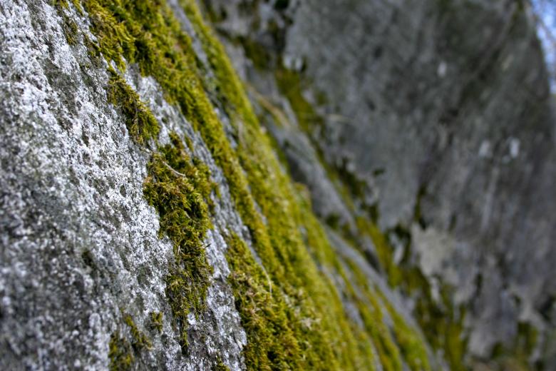 Free stock image of Green Moss on Rock created by Bjorgvin