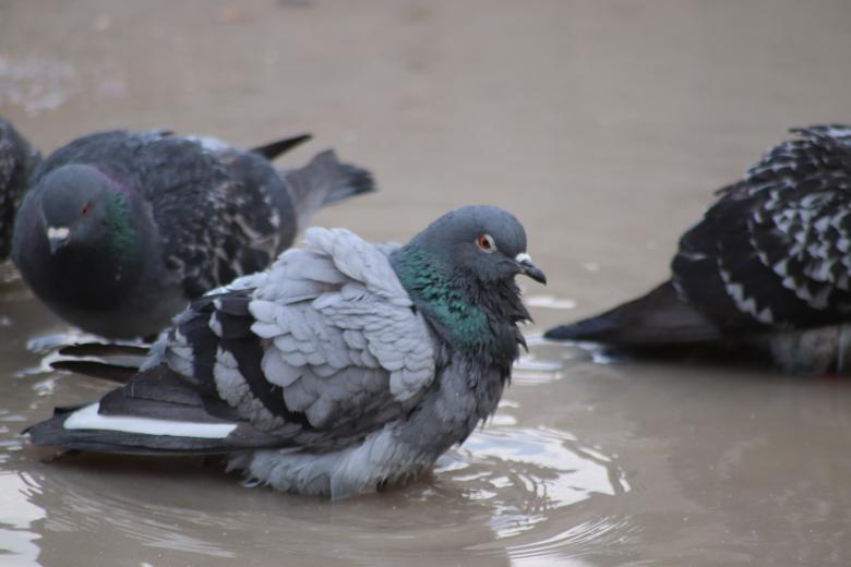 Free stock image of Ready for a good pigeon-wash!! created by GAIMARD Jacques