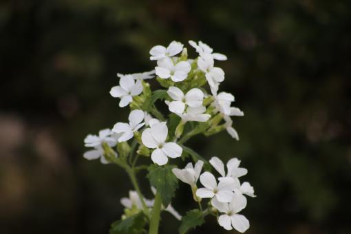 Free Stock Photo of White spring flowers