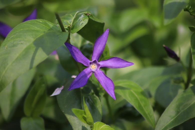 Free stock image of Gorgeous violet flower created by GAIMARD Jacques