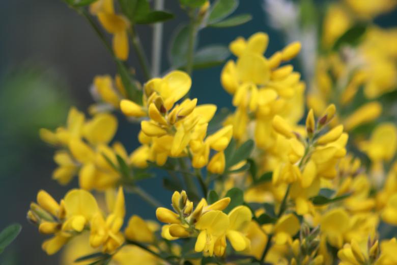 Free stock image of Spring yellow flowers on a shrub created by GAIMARD Jacques