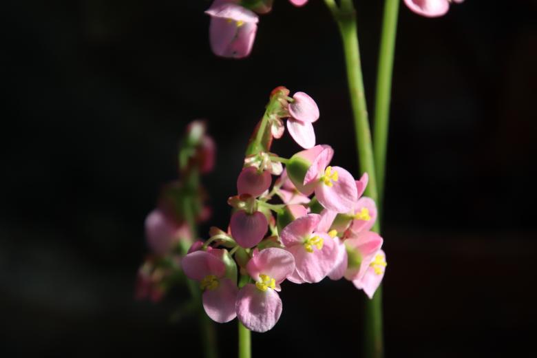 Free stock image of Tiny pink tropical flowers created by GAIMARD Jacques