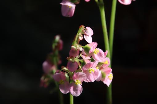 Free Stock Photo of Tiny pink tropical flowers
