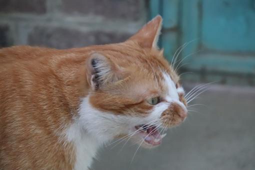 Angry cat - Free Stock Photo