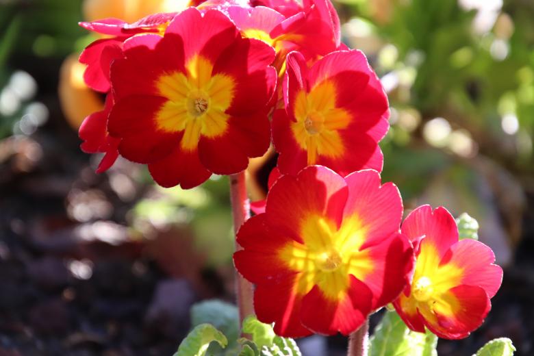Free stock image of Back lighting for beautiful pansies created by GAIMARD Jacques