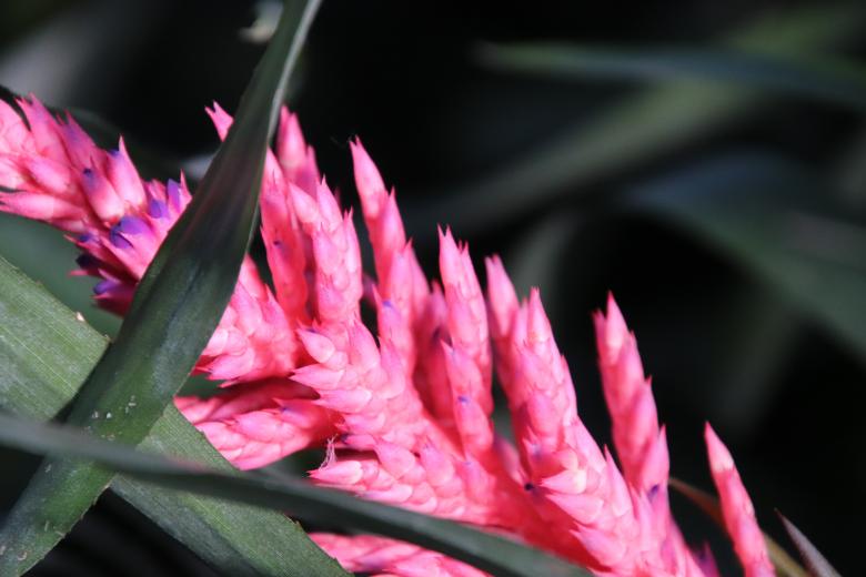 Free stock image of Pink bromeliad close-up created by GAIMARD Jacques