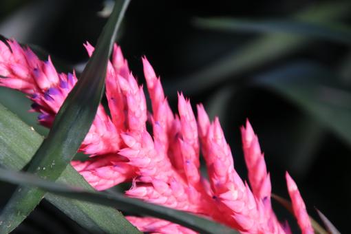 Free Stock Photo of Pink bromeliad close-up
